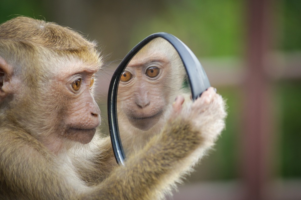 monkey-4788334_960_720.jpg