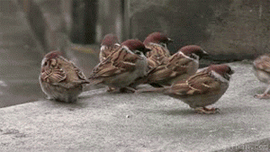 EVMuv.gif