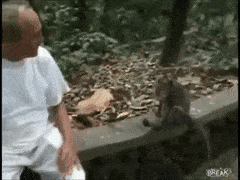 MiserlyFavoriteCod-max-1mb.gif