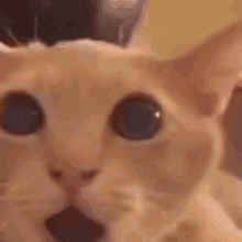 cat-flabbergasted.gif