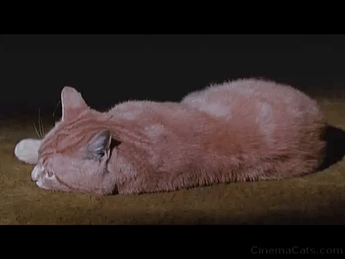 eyeofthecatwake.gif