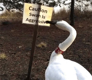 tumblr_oxd6bxodeb1t95h1uo1_400.gif