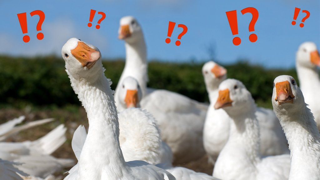 _107275346_geese.jpg