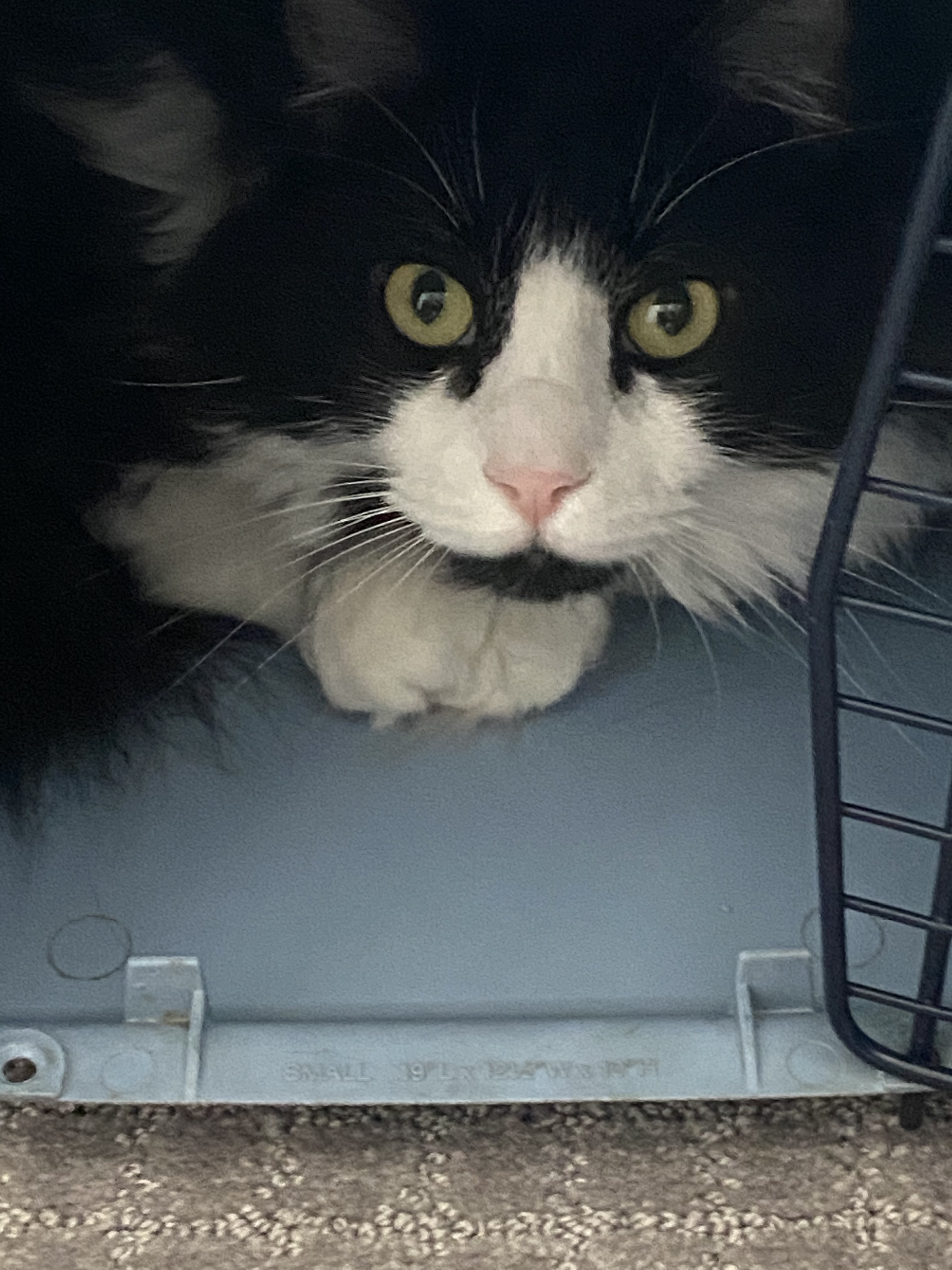 cat.jpg