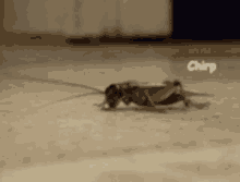 chirp-cockroach.gif