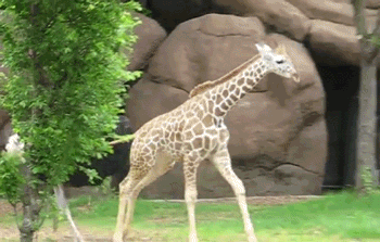 5e3515b54a3f3582016726cf530248fe.gif
