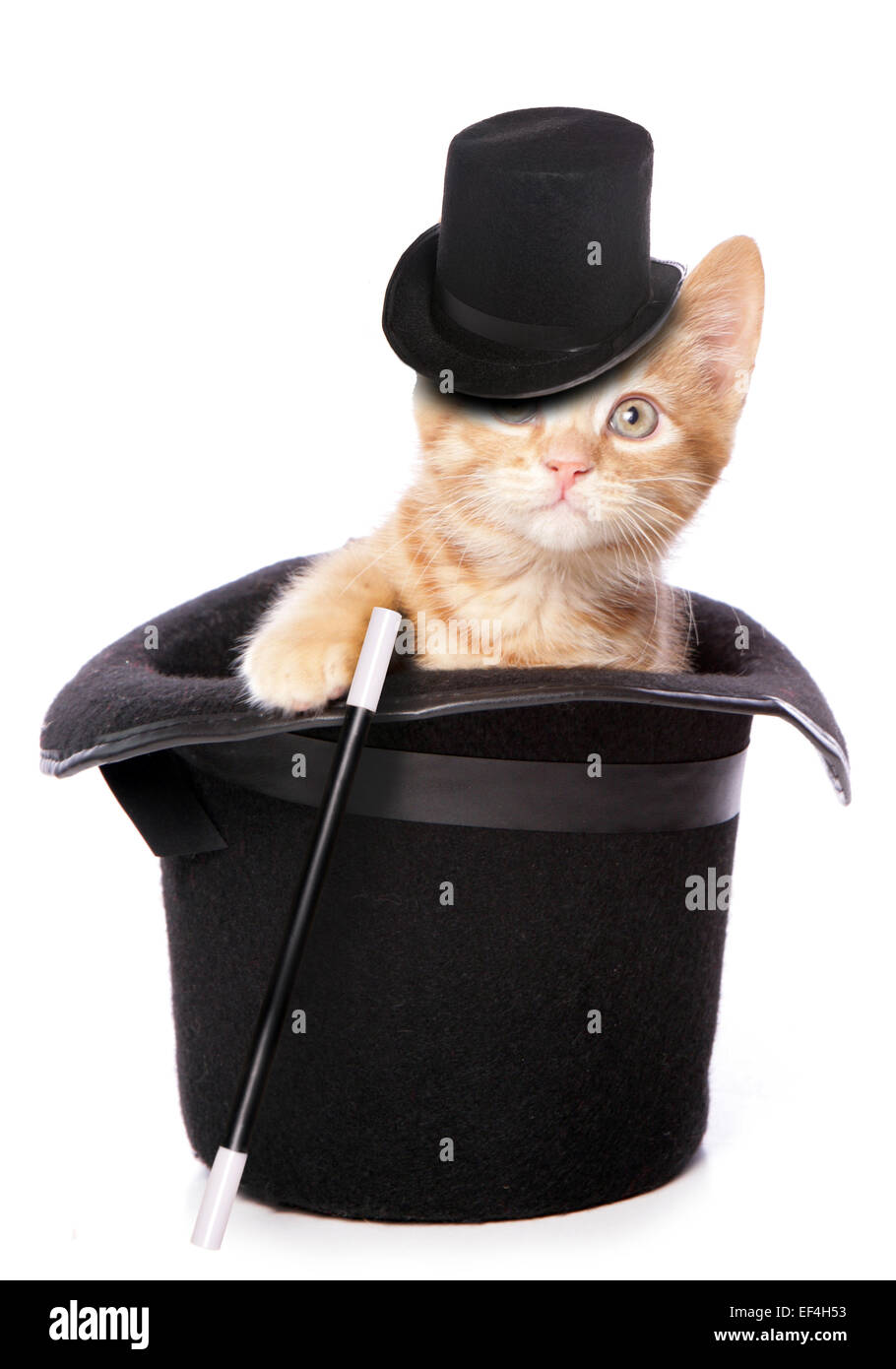kitten-magician-inside-a-top-hat-cutout-EF4H53.jpg
