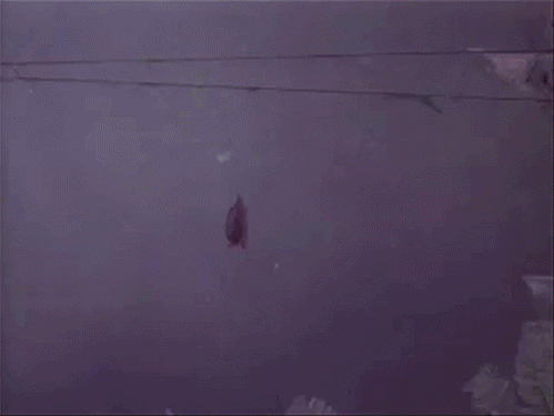 tumblr_o615yyI7NU1qg39ewo1_500 (1).gif