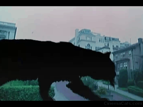 eyeofthecatopen2.gif