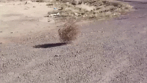 ArtisticGlumArcticfox-size_restricted.gif