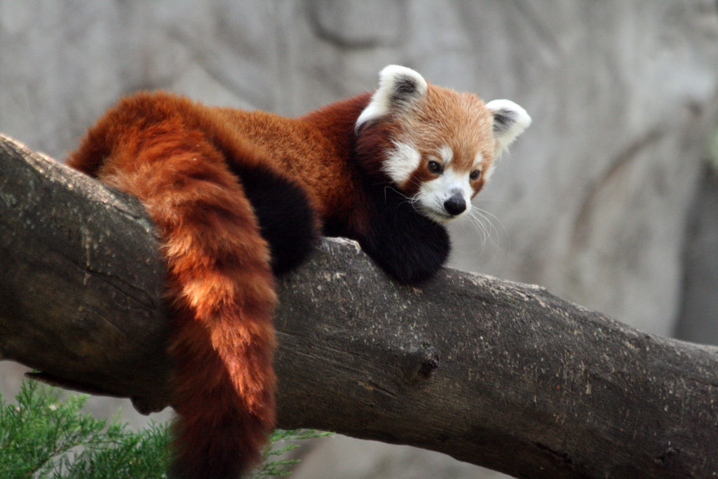 red-panda.jpg