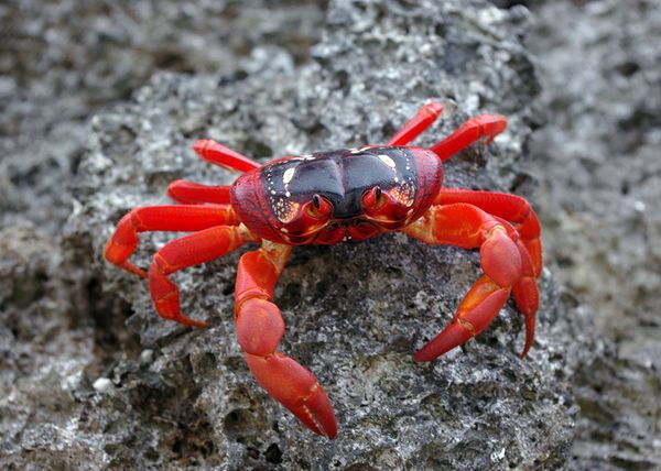 Christmas_Island_red_crab.jpg