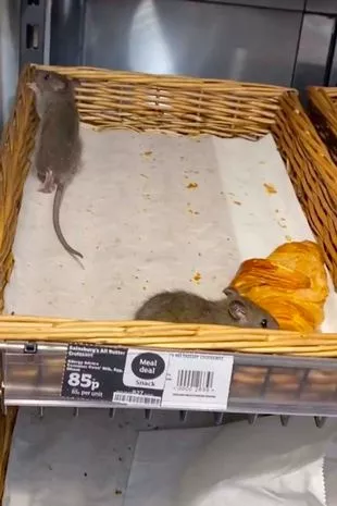 1_Rats.jpg