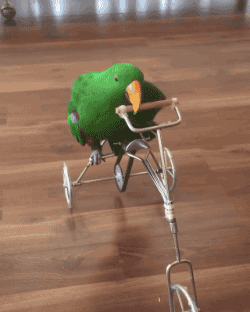 71d7f8e22940a1b780341d3abddc15eb.gif