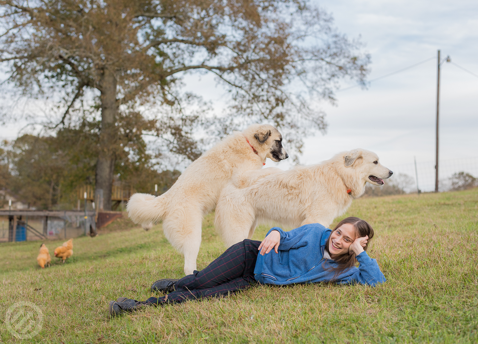 dogs-inset.png