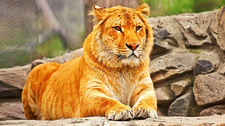 ligers-first-generation-hybrids.jpg