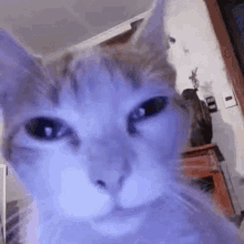 gato-withrock.gif