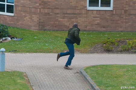 goose_gif.gif