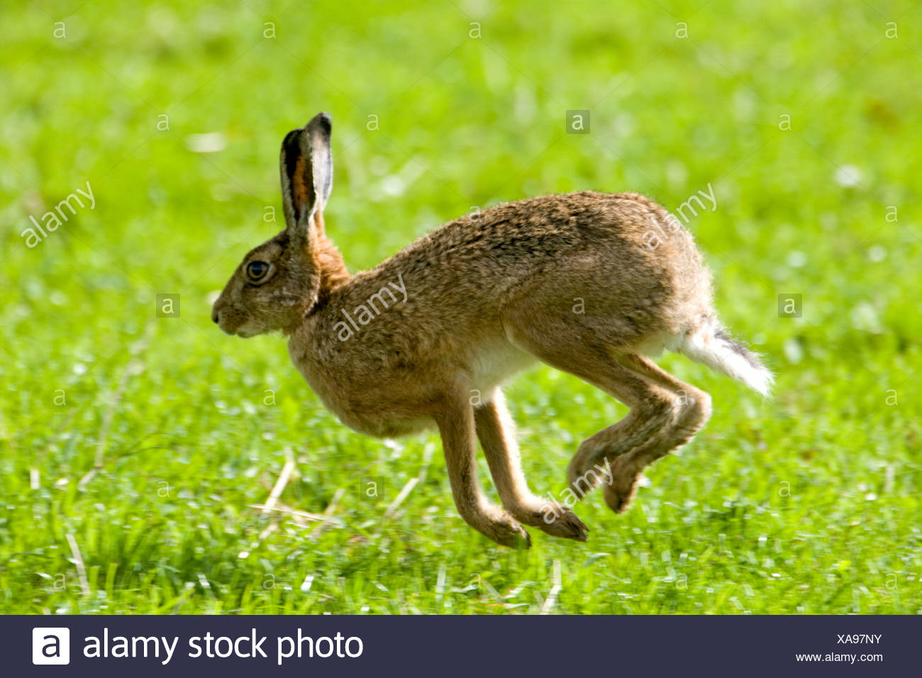 hare-hopping-in-the-grass-XA97NY.jpg