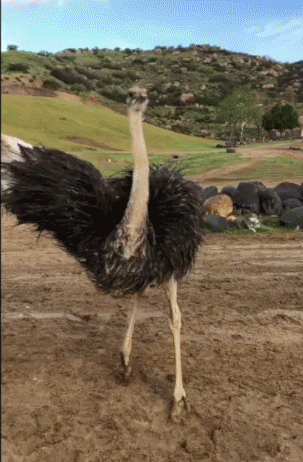 giphy.gif