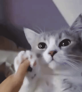 nalmkcf-1-gif.23828