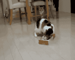 giphy.gif