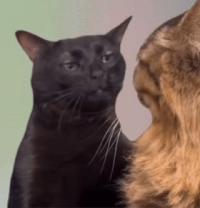 IMG-4251.gif