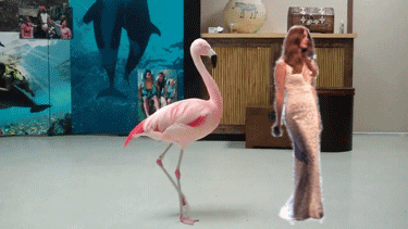 4g8ug49ocbwcc.gif