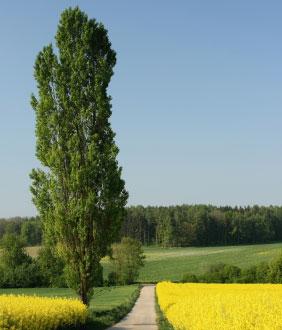110569-282x330r1-Poplar.jpg