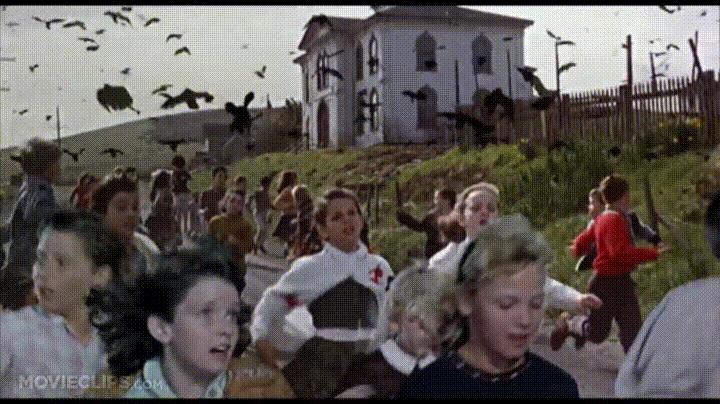 the_birds_2017-06-15.gif