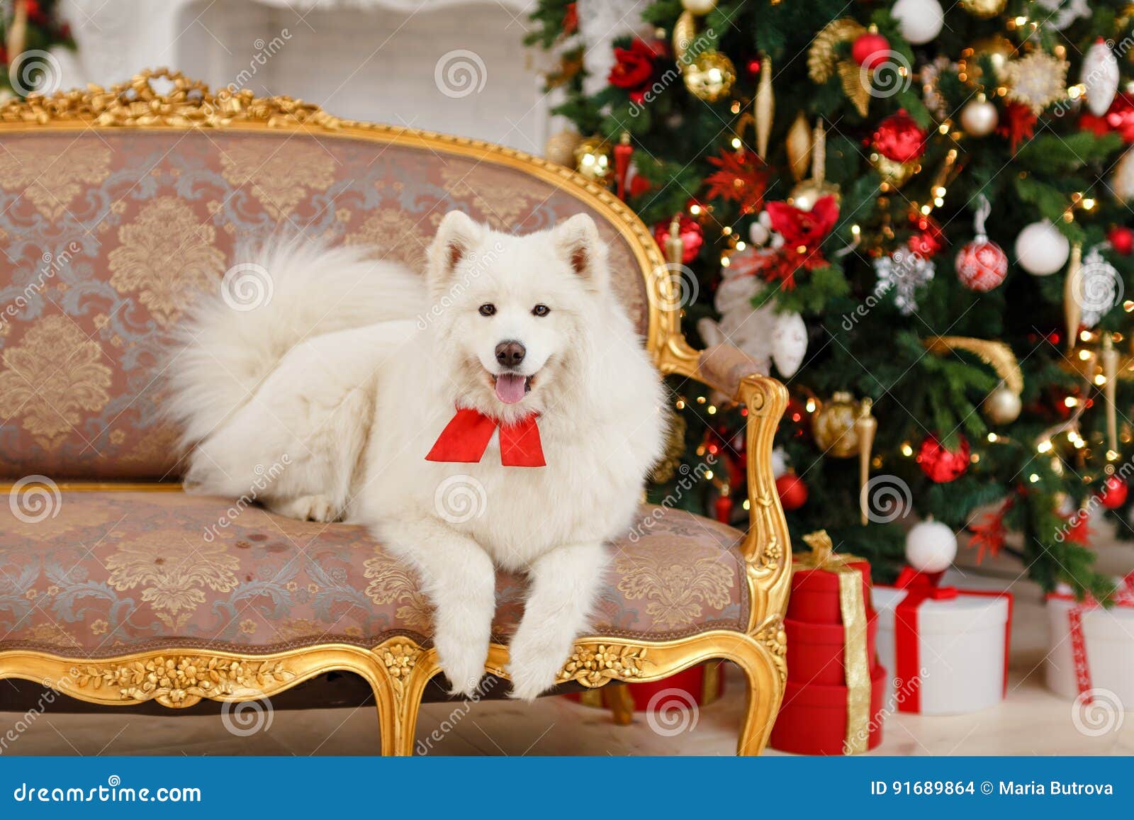 dog-samoyed-sitting-couch-christmas-91689864.jpg