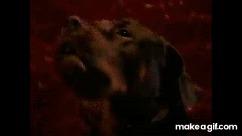 2zUD6o.gif