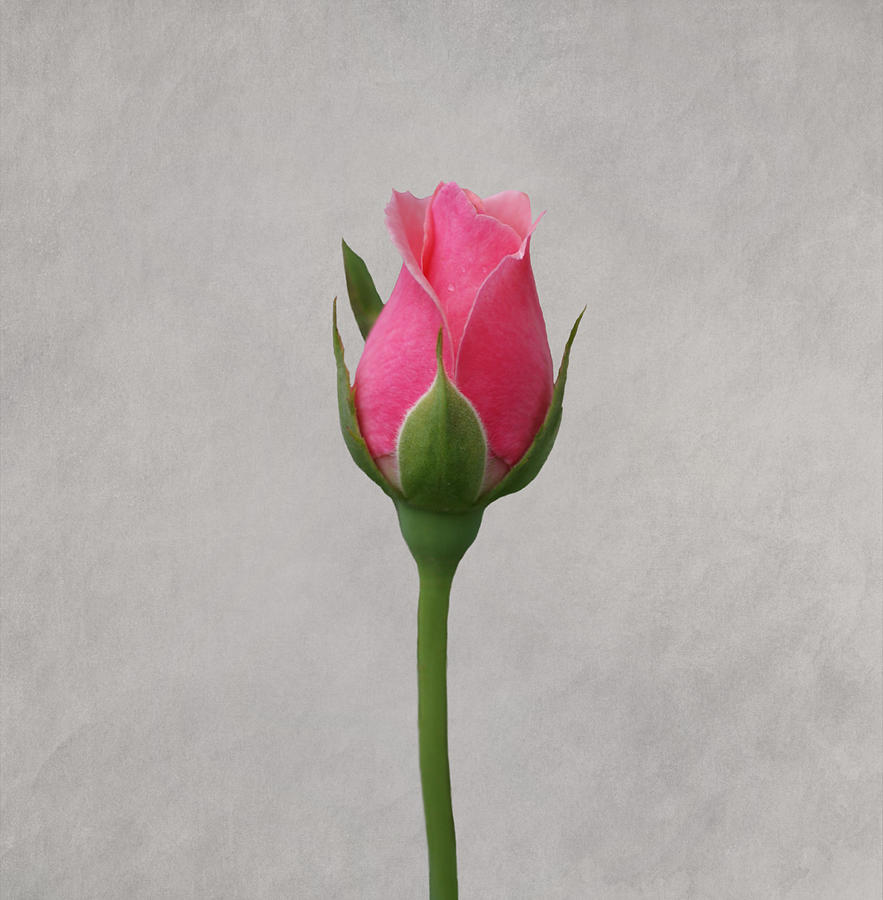 3-pink-rosebud-sandy-keeton.jpg