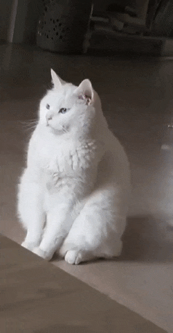 010ad0e89cd022db89c37a1823931587.gif