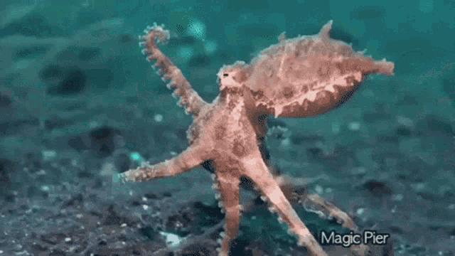 octopus-walking.gif