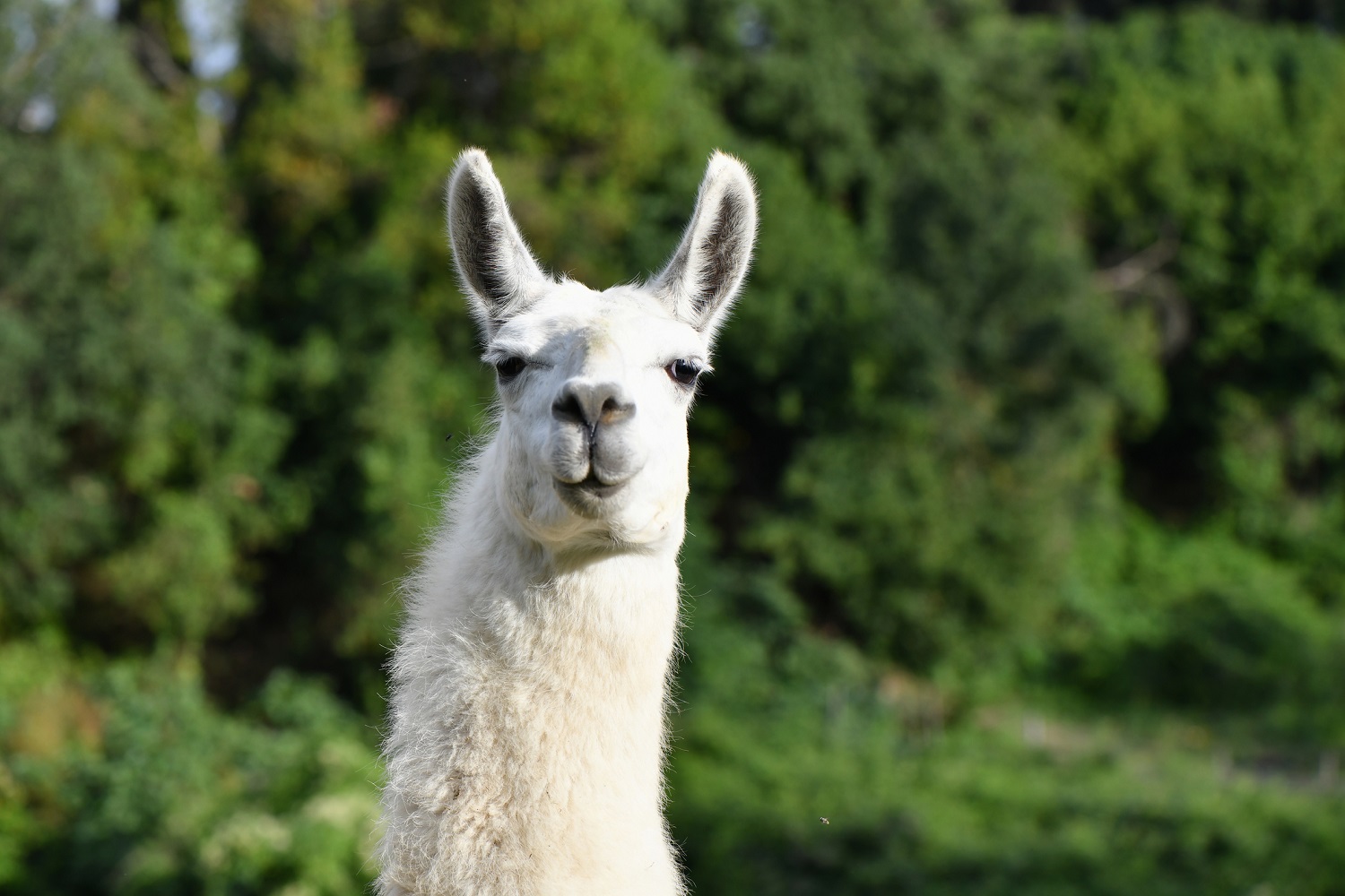 UKRI-200921-Llama-antibody-COVID-19-Getty.jpg