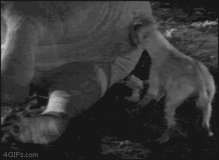 aRY0R91.gif