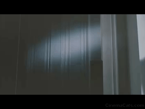 eyeofthecatdoor.gif
