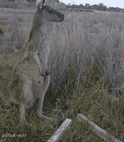 scratching guitar hero GIF
