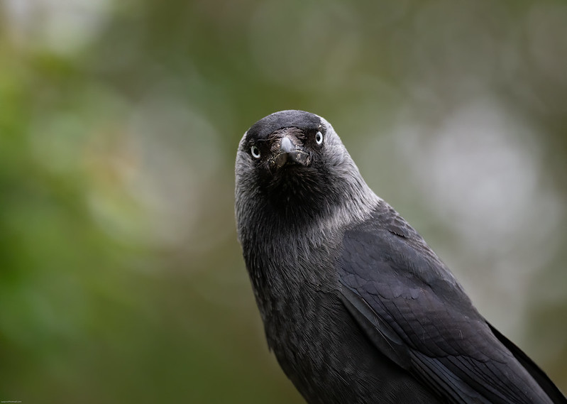 Jackdaw-800-Sue-Cro-CC.jpg