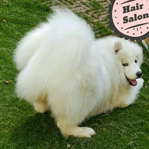 2b5ac99ea759163d0a81d0029fb9017b--sexy-samoyed.jpg