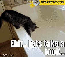 cat-bath-abandon-thread.gif
