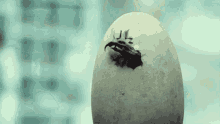 hatch-wake-up.gif