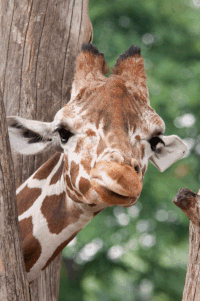 e064ffbd96d0388c86d4b69a700b34b3_w200.gif