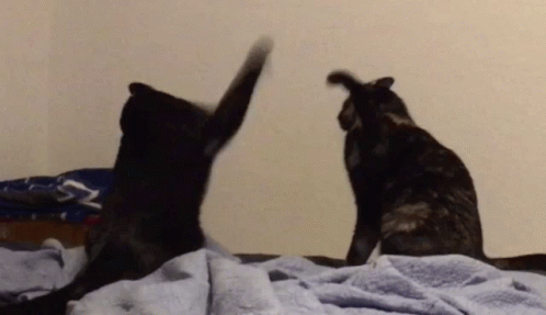cat-fight-cat.gif