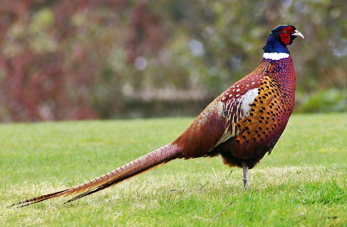 1200px-Pheasant.jpg