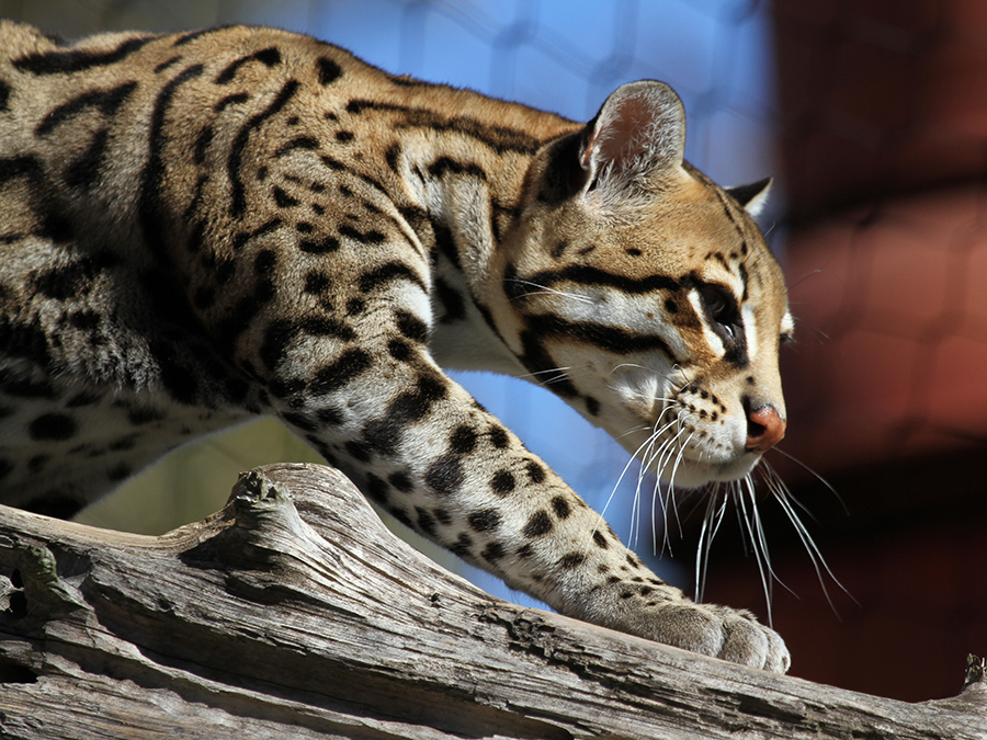 Ocelot02.jpg