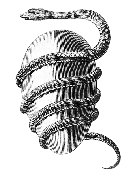 440px-Orphic-egg.png
