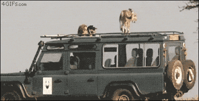 poop cheetah GIF