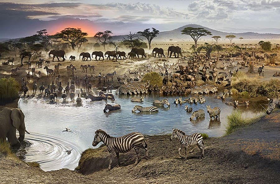 waterhole-th-900x592.jpg